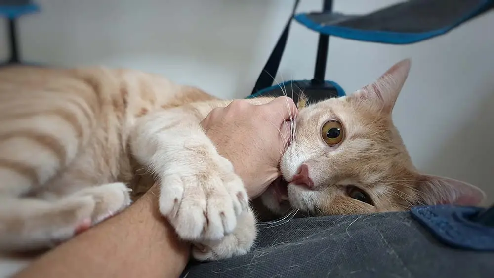 Healing Stages of a Cats Abscess