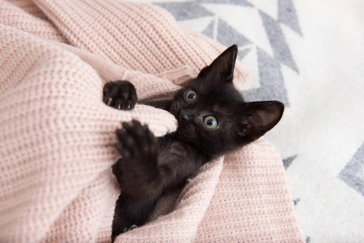Pica and wool sucking in cats