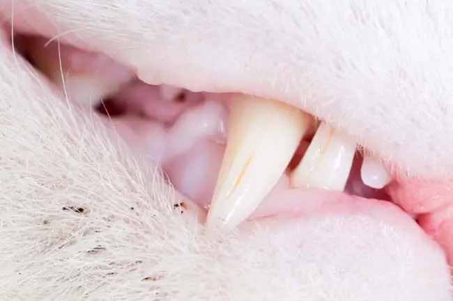 Cat teeth