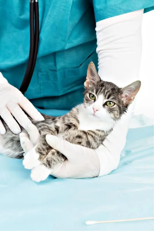 Declawing – opieka pooperacyjna i powikłania' title=