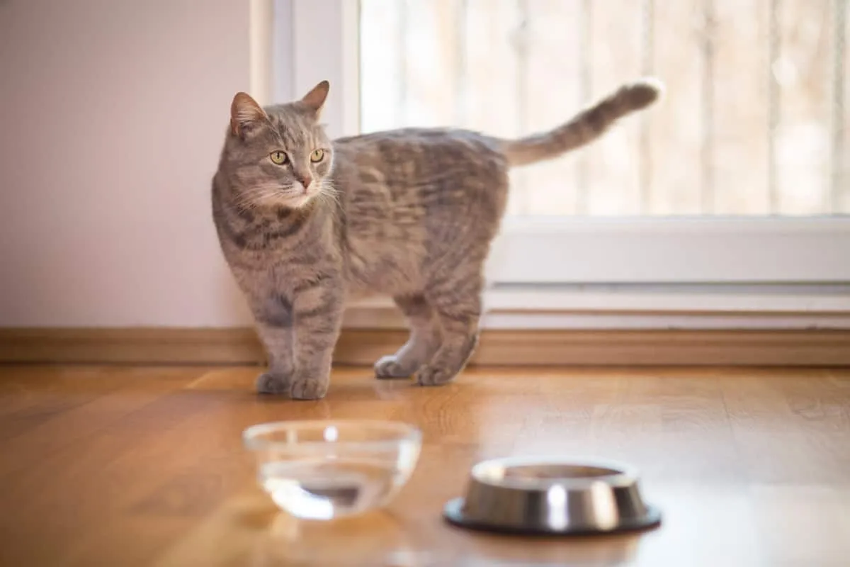 gato malhado em pé ao lado de uma tigela de água colocada no chão ao lado da janela da sala de estar' title=