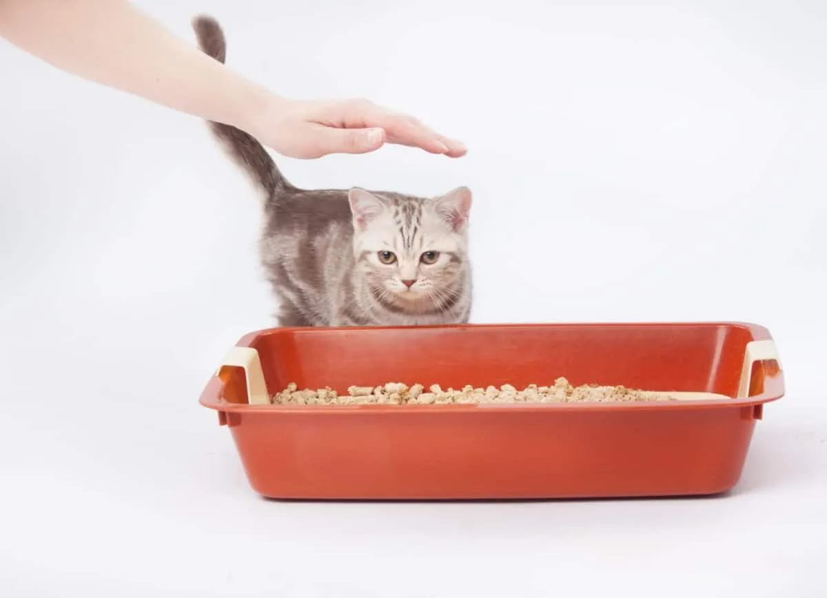 gatinho ao lado do gato de lixo de plástico vermelho com mão humana acima da cabeça do gato' title=