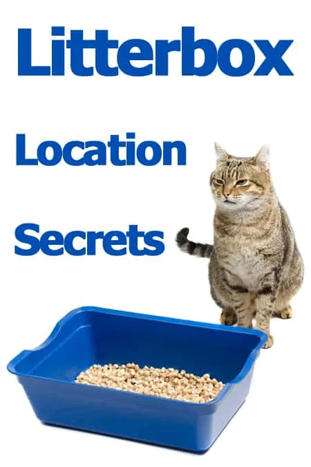 Dicas de localização da caixa de areia 5 top para felicidade felina' title=