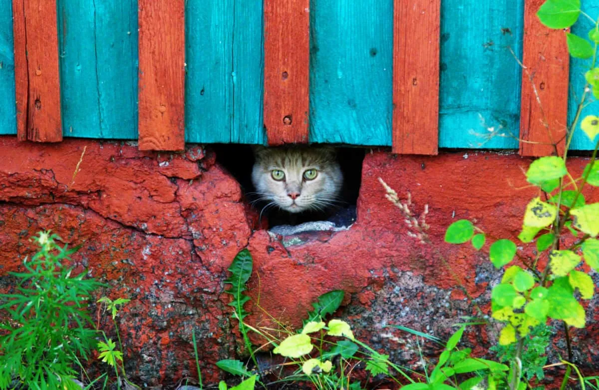 el gato esta perdido' title=