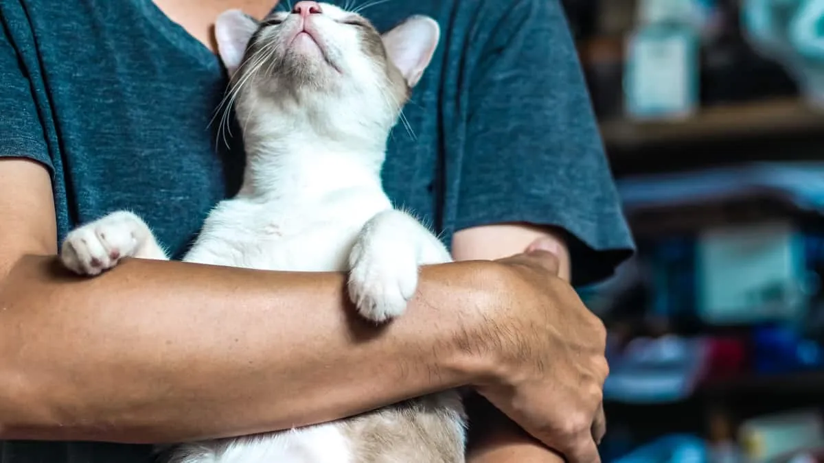 Човек държи котка с любов' title=