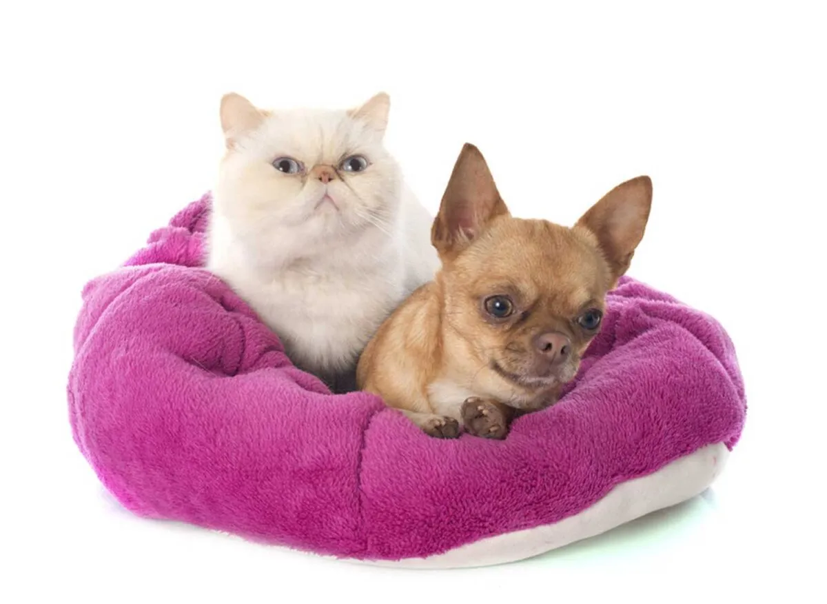 치와와와 고양이' title=