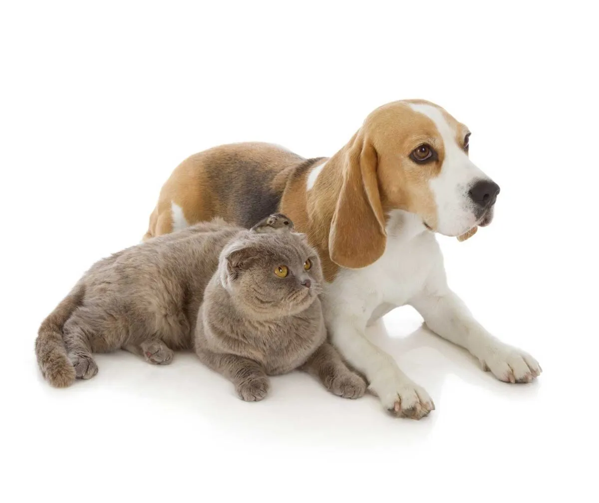 비글과 고양이' title=