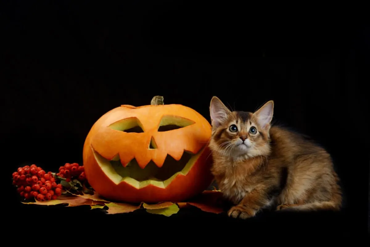 prenditi cura del tuo gatto ad Halloween' title=