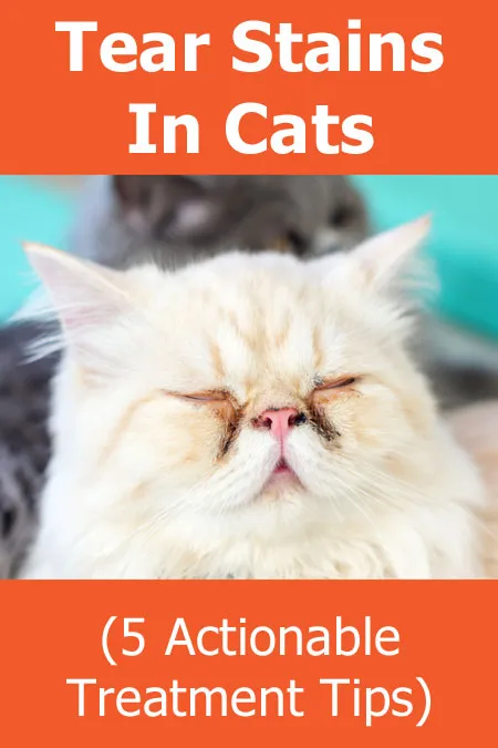 Plamy po łzach u kotów (w tym 5 praktycznych wskazówek dotyczących leczenia)' title=