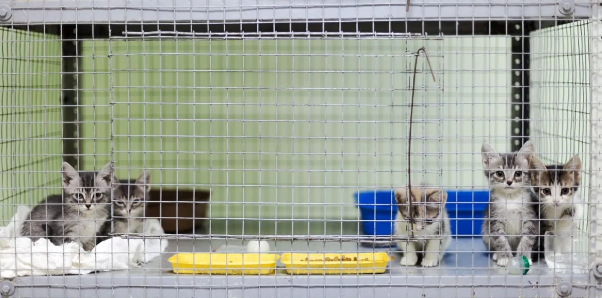 Cinq chatons dans une cage au refuge pour animaux - aide pendant la saison des chatons' title=
