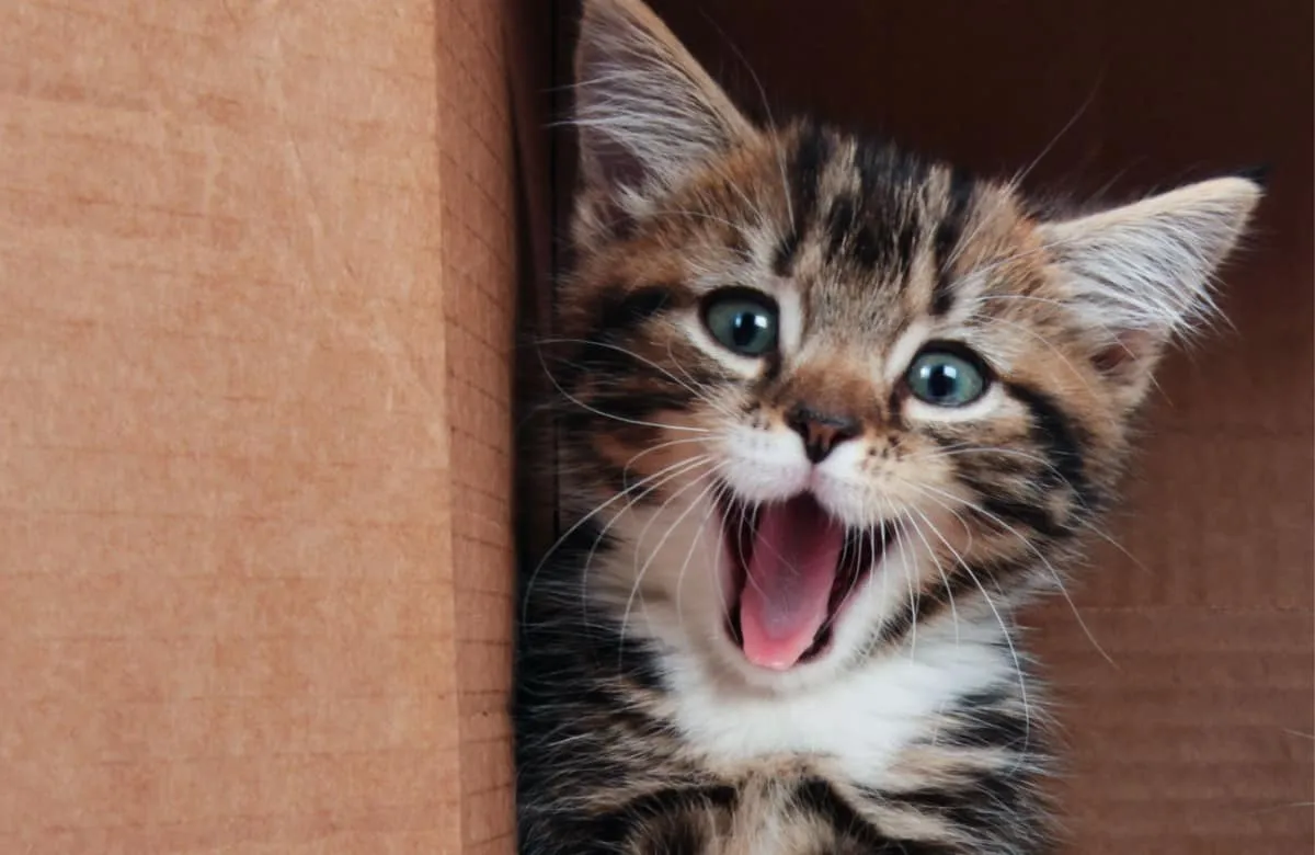Chaton tigré souriant - aide pendant la saison des chatons' title=