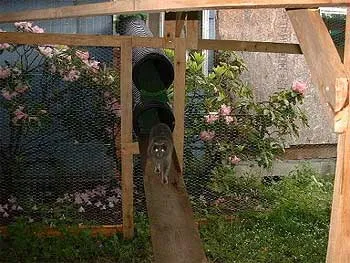 猫の囲いを作る – 猫愛好家のための創造的なプロジェクト' title=