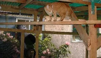 猫の囲いを作る – 猫愛好家のための創造的なプロジェクト' title=