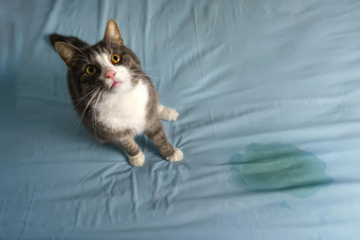 kattenurine op het bed met een kat ernaast' title=