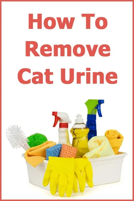 Hoe kattenurine te verwijderen' title=