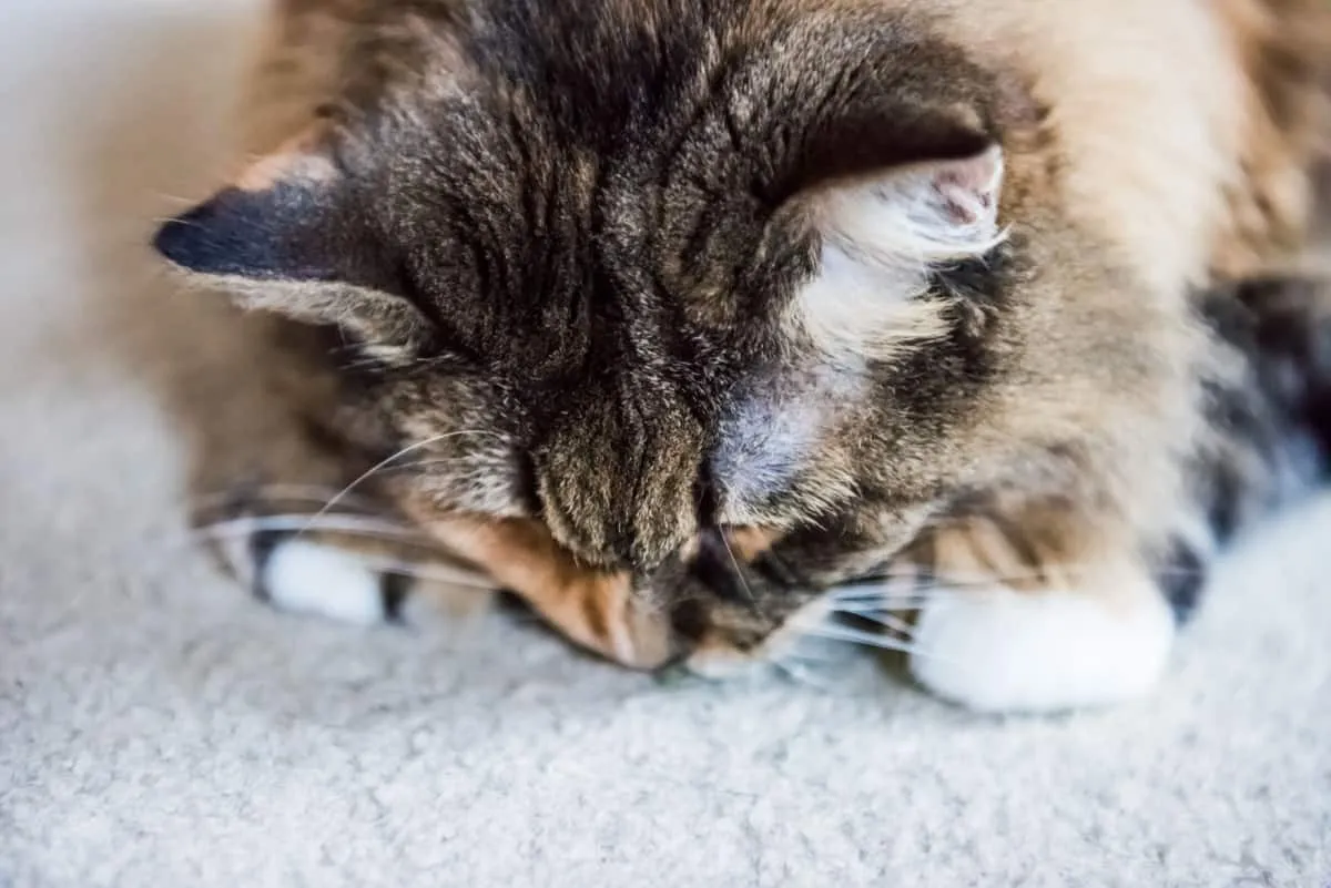kat snuffelt aan het tapijt' title=