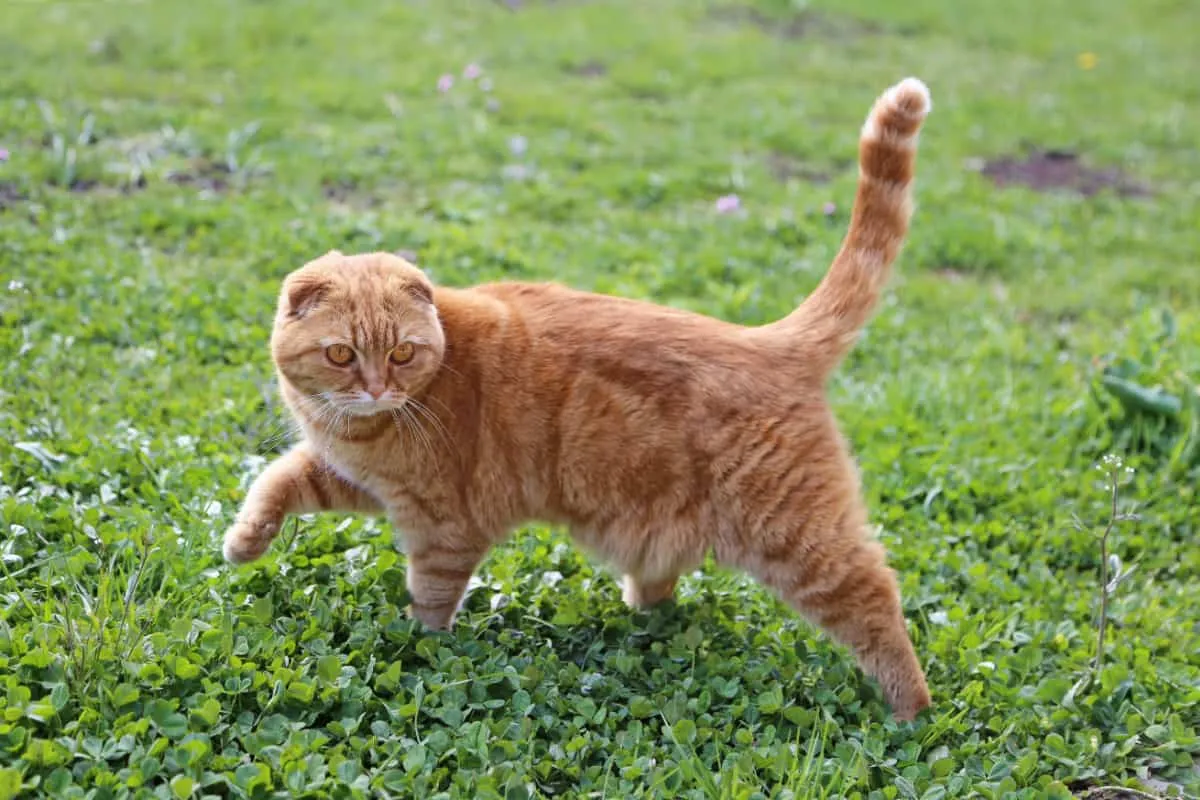 beglobis katinas eina ant žalios žolės' title=