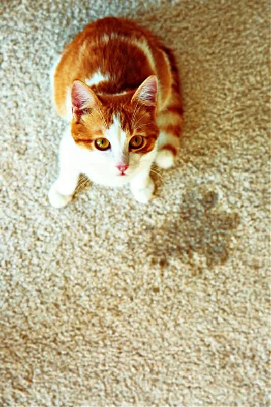 harci macska vizelet' title=