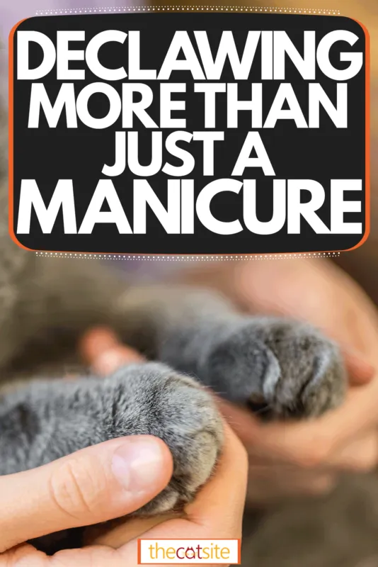 Un chat tout doux super mignon qui se fait couper les griffes. Dégriffage - Plus qu'une simple manucure' title=