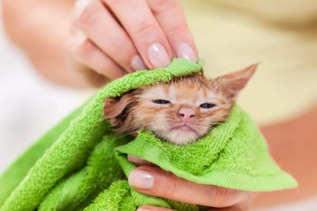 gatito después del baño envuelto en una toalla' title=