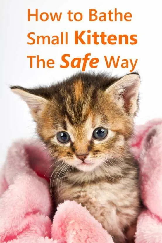 7 consejos cruciales para bañar a gatitos pequeños de forma segura' title=