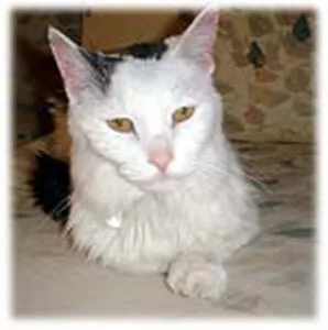 dysfonctionnement cognitif chez le chat' title=