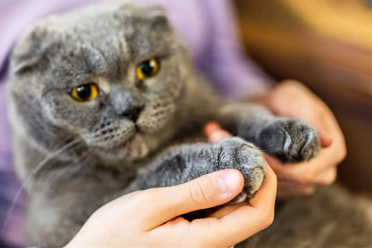 Por que os gatos não devem ser decapitados – consequências prejudiciais' title=