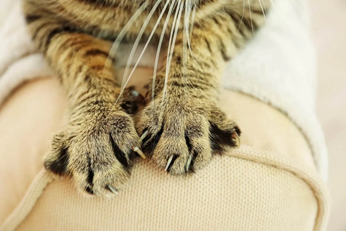 Por que os gatos não devem ser decapitados – consequências prejudiciais' title=