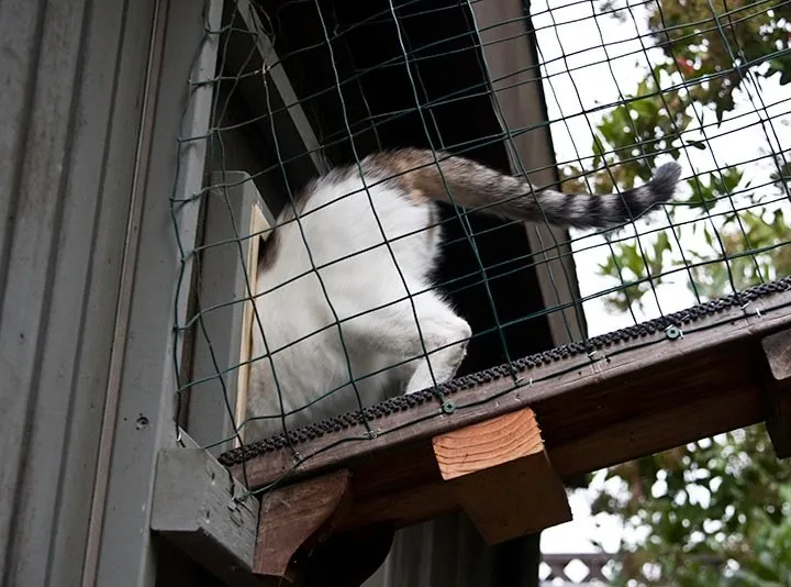 Kat komt binnen in een kattenluik' title=