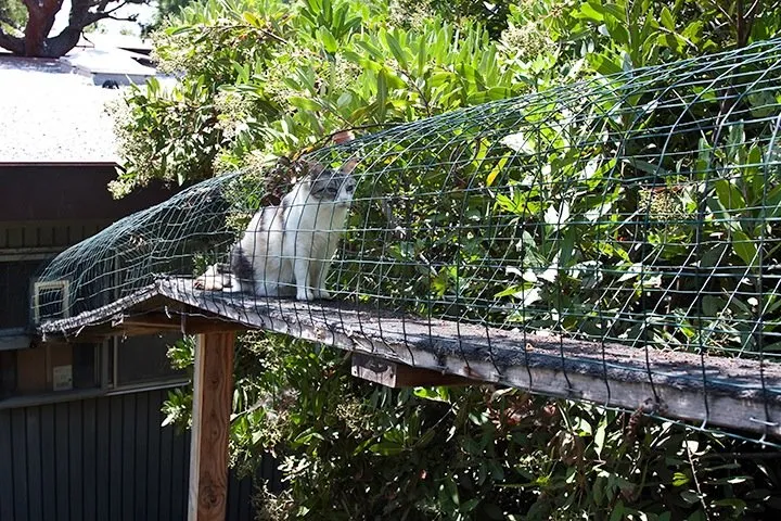 Het kattenluik of de kattendeur – welke kant moet uw kat op?' title=