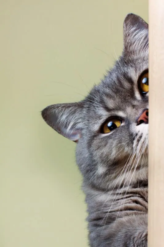 Het kattenluik of de kattendeur – welke kant moet uw kat op?' title=