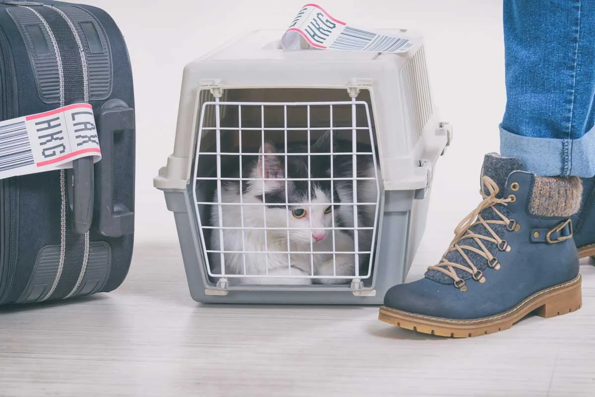 Gato deitado dentro da gaiola com relógio de viagem aérea no contêiner' title=
