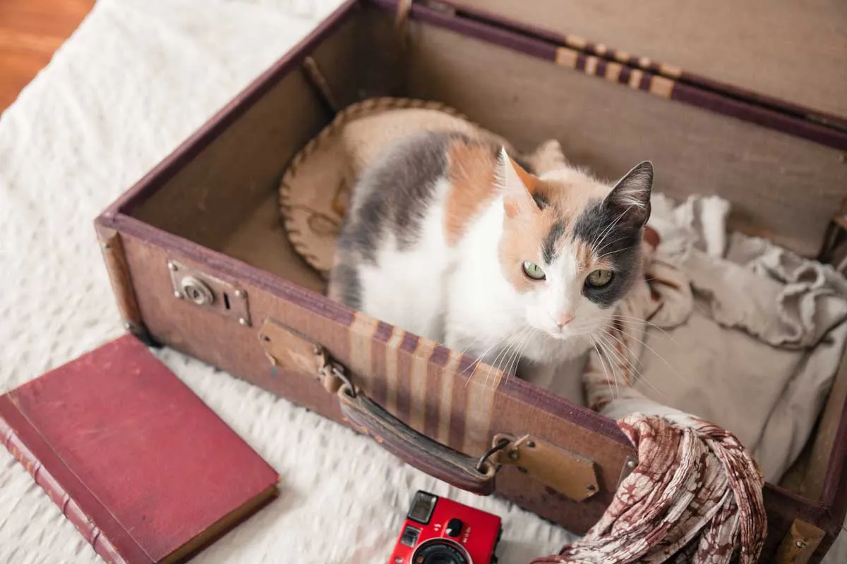 Gato na maleta marrom olhando para a câmera - viajando com gatos' title=