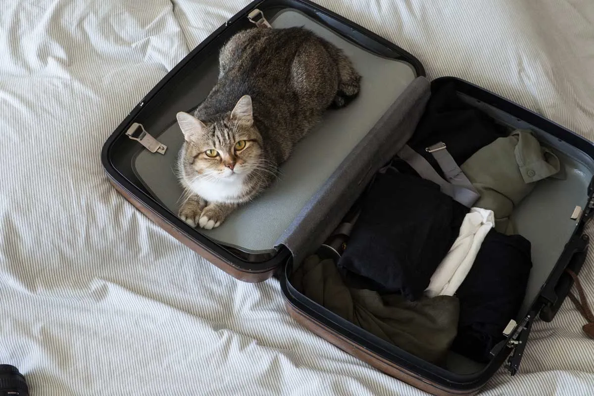 Gato de estimação pronto para viajar dorme em mala com bagagem na cama - viajando com gatos' title=