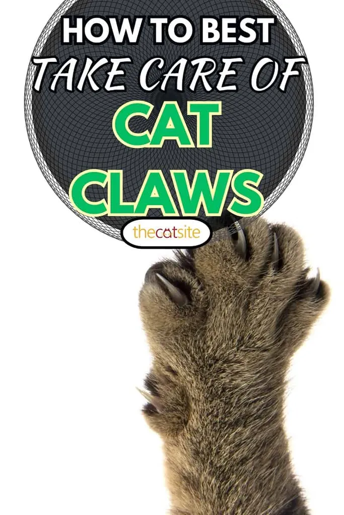 kaķu ķepas' title=