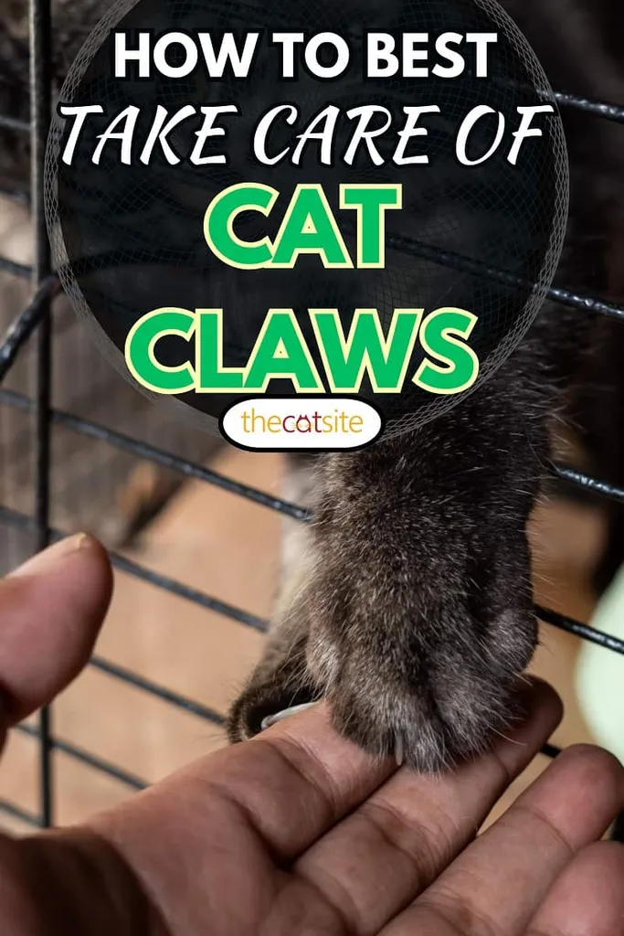 kaķu ķepas ar gariem nagiem' title=