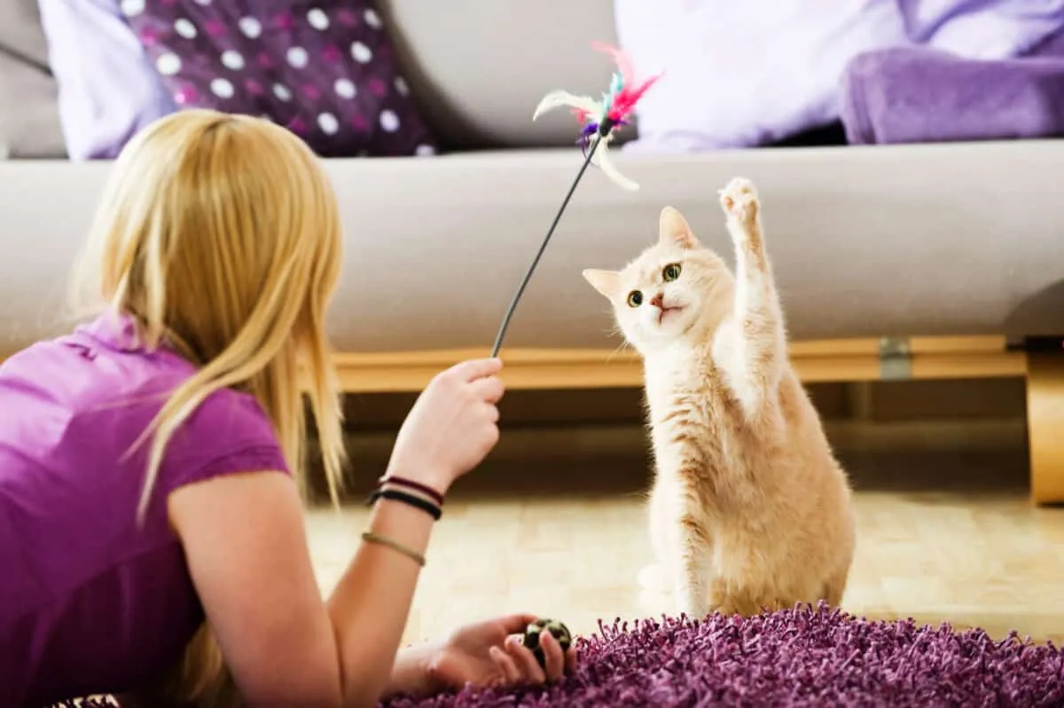 En kjæledyreierguide til kjæledyrsittere: Navigering av alternativene for kattens omsorg' title=