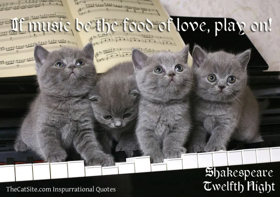 Šekspyro citatos su katėmis' title=