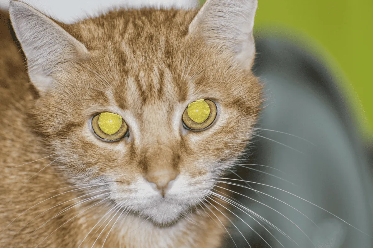 Ragyogó szemű macska macska idegenként macska idegenként' title=