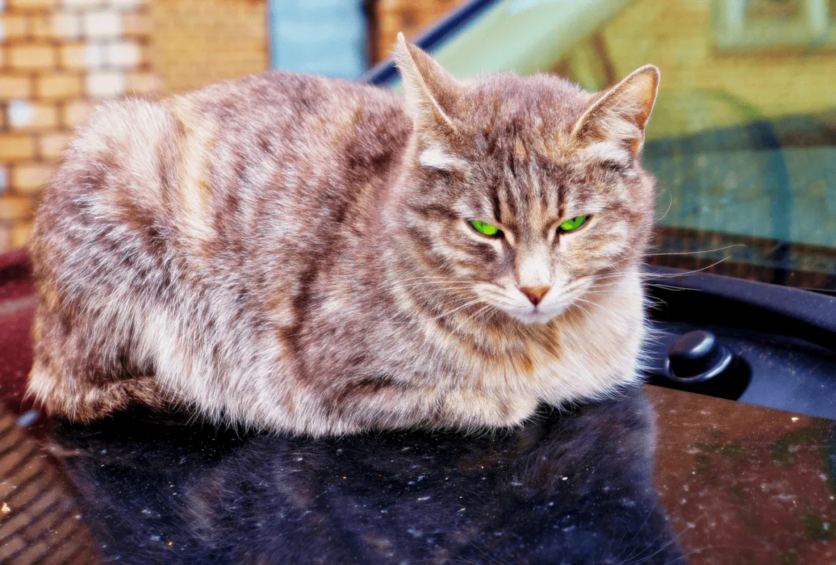 Egy bolyhos macska ül a polcon, de a szeme zöld macska, mint idegen' title=