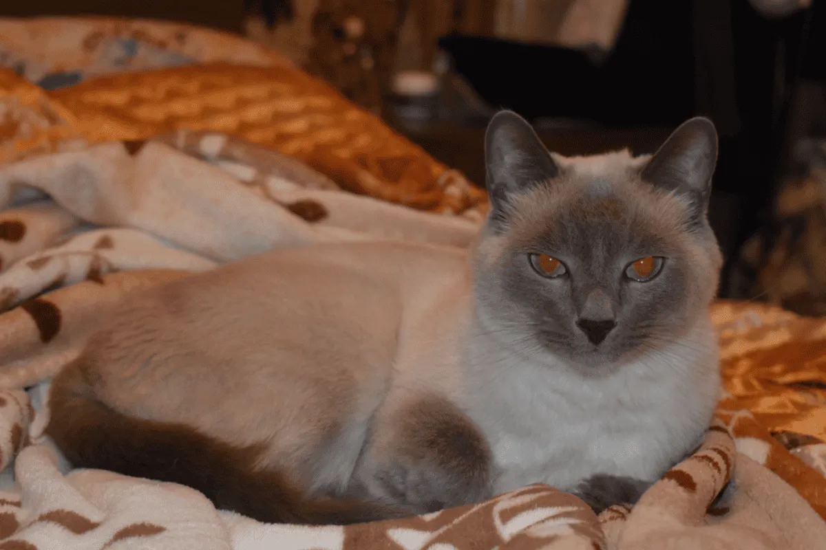 Egy bolyhos macska ül az ágyon, és a szeme úgy izzik, mint egy idegen macska, mint idegen' title=