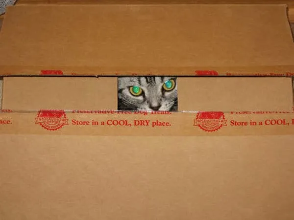 كيتي تخرج من ثقب في الصندوق' title=