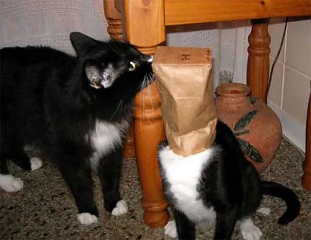 قطة برأسها داخل كيس ورقي' title=