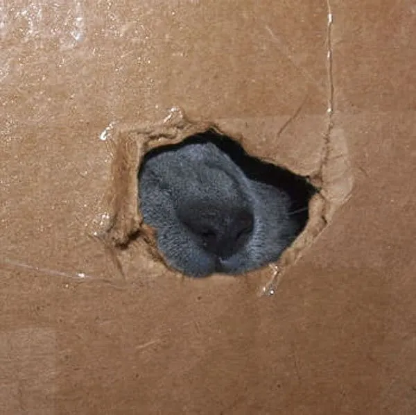 أنف قطة يطل من فتحة الصندوق' title=