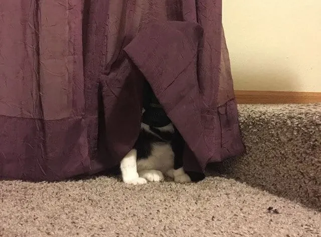 قطة تحت الطاولة' title=