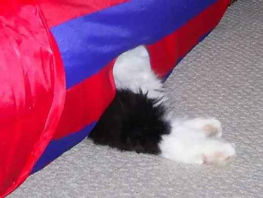 القطة مختبئة لكن أرجلها تبرز' title=