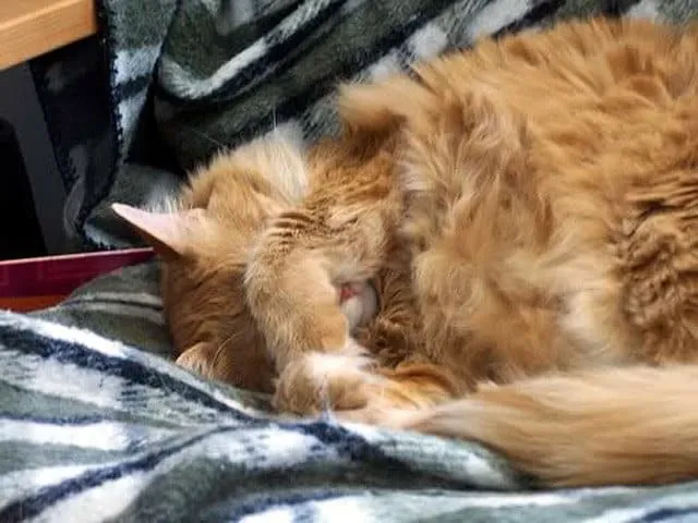 قطة تغطي وجهها بمخالبها' title=