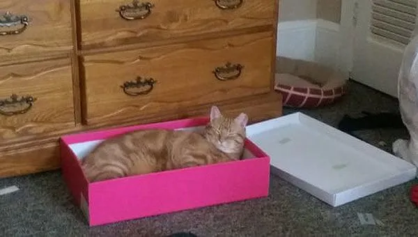 قطة تجلس في صندوق أحذية وردي' title=