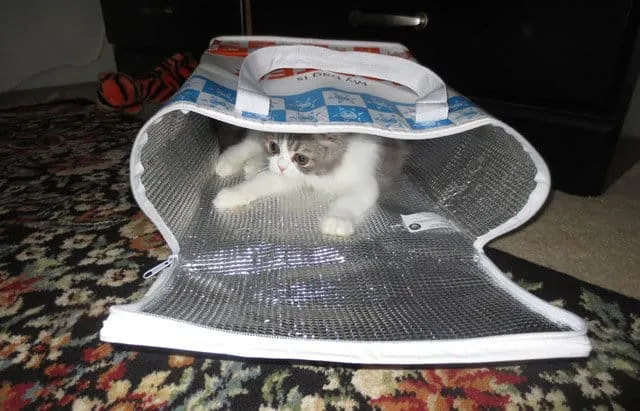 القطط مختبئة في كيس حراري' title=