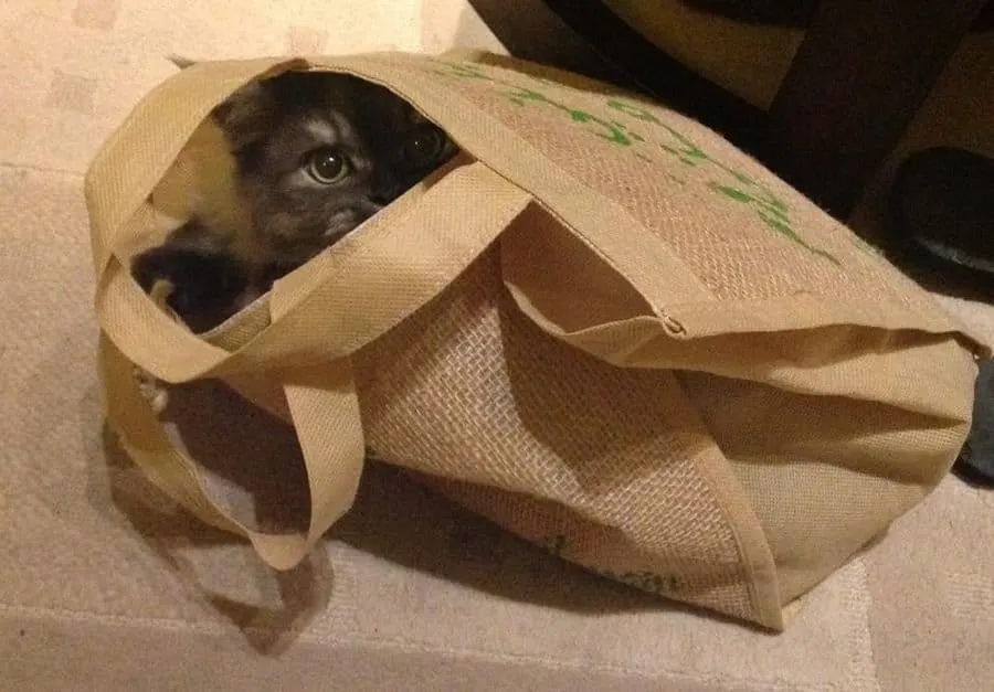 قطة تجلس في حقيبة' title=